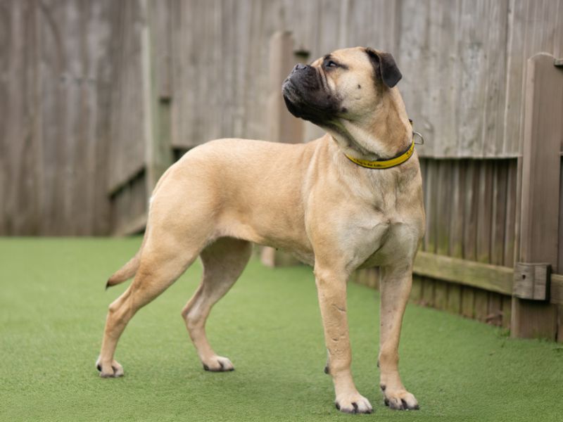 Tess | Bullmastiff | Kenilworth (West Midlands) - 1