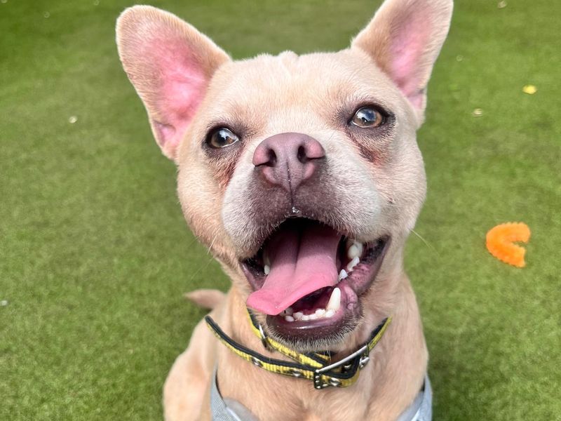 Pug for adoption in Manchester, Greater Manchester – 1 year old - Image 1 of 6