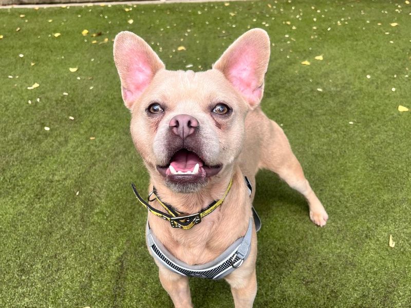 Pug for adoption in Manchester, Greater Manchester – 1 year old - Image 4 of 6