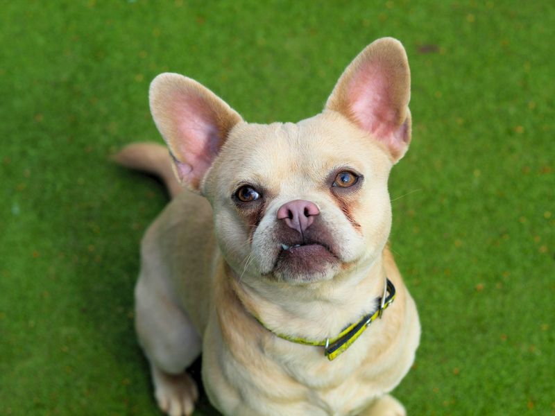 Pug for adoption in Manchester, Greater Manchester – 1 year old - Image 6 of 6