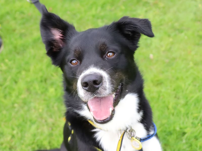 Border Collie for adoption in Leeds, West Yorkshire – 2 years old - Image 2 of 3