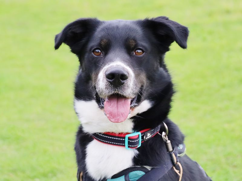 Domino | Collie (Border) Cross | Leeds - 1