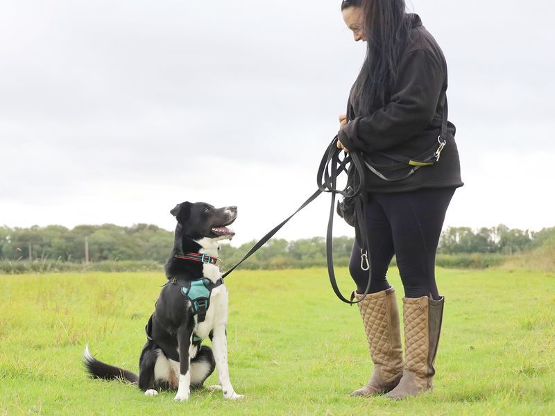 Springer Spaniel for adoption in Leeds, West Yorkshire – 2 years old - Image 4 of 9