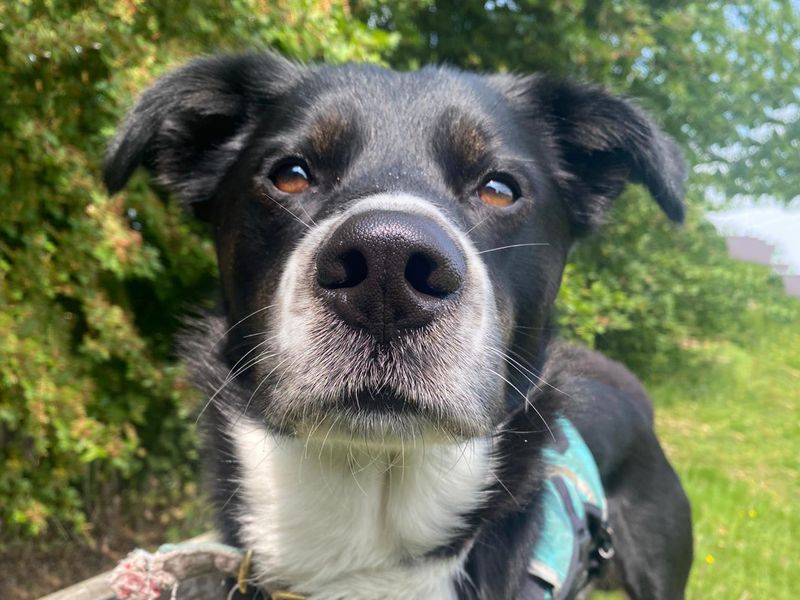 Springer Spaniel for adoption in Leeds, Yorkshire – 2 years old