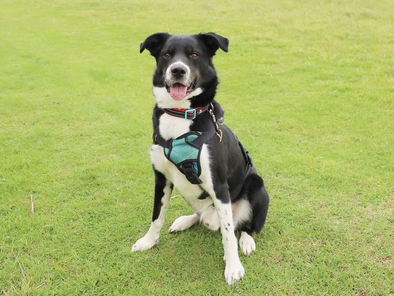 Springer Spaniel for adoption in Leeds, West Yorkshire – 2 years old - Image 5 of 9
