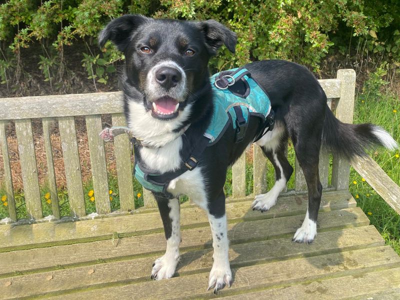 Domino | Collie (Border) Cross | Leeds - 2