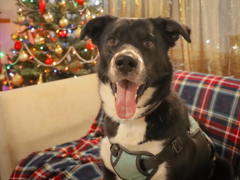 Domino | Collie (Border) Cross | Leeds - 1