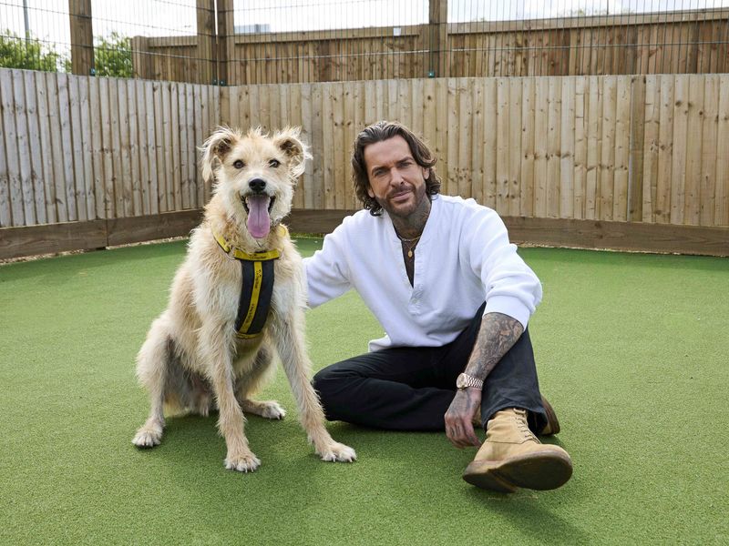 Haggis | Lurcher | Basildon (Essex) - 1