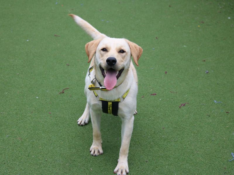 undefined | Retriever (Labrador) | undefined - 3