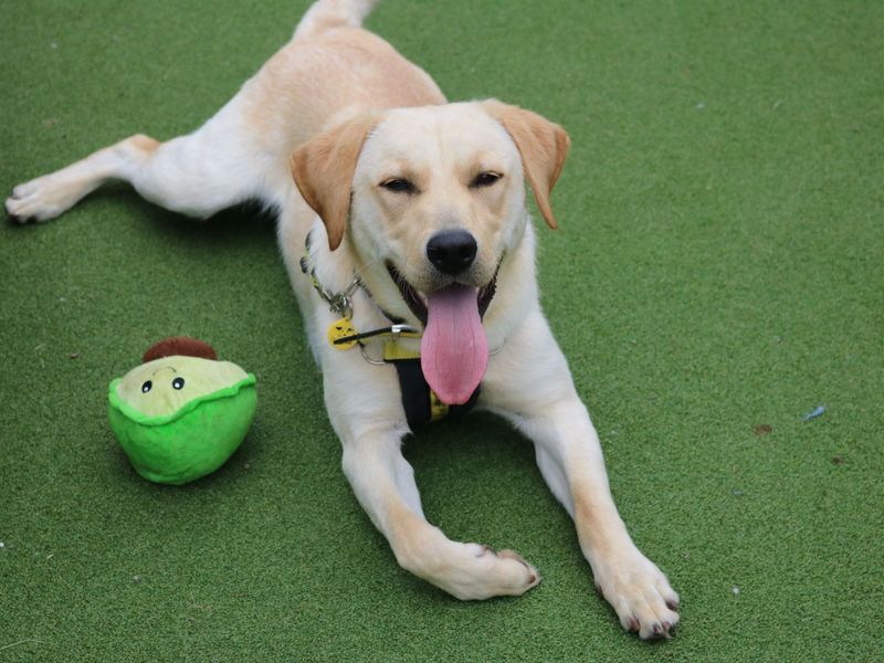 undefined | Retriever (Labrador) | undefined - 4