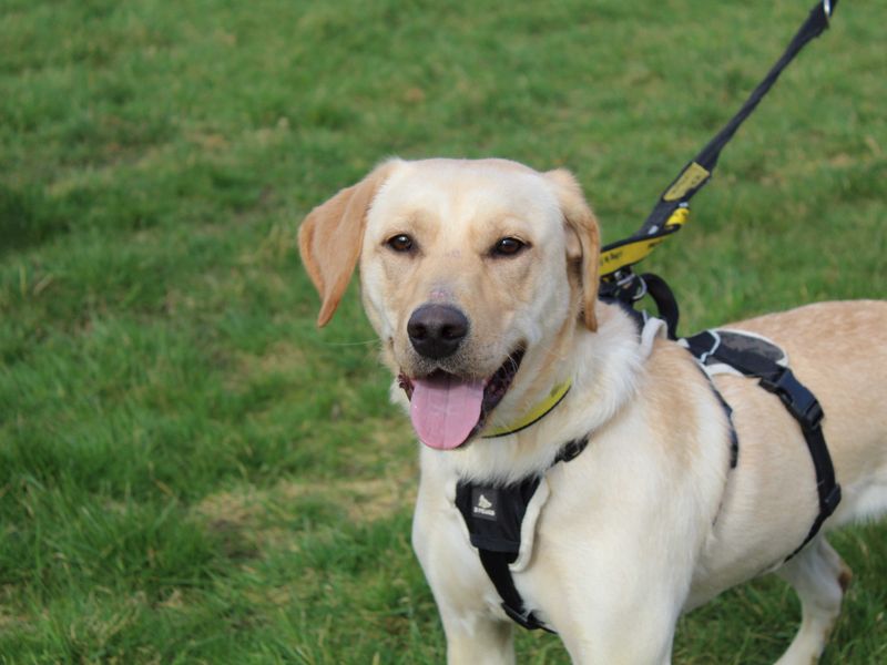 undefined | Retriever (Labrador) | undefined - 9
