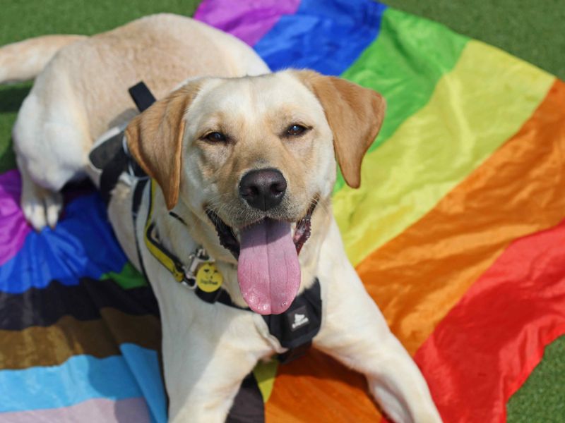 undefined | Retriever (Labrador) | undefined - 6