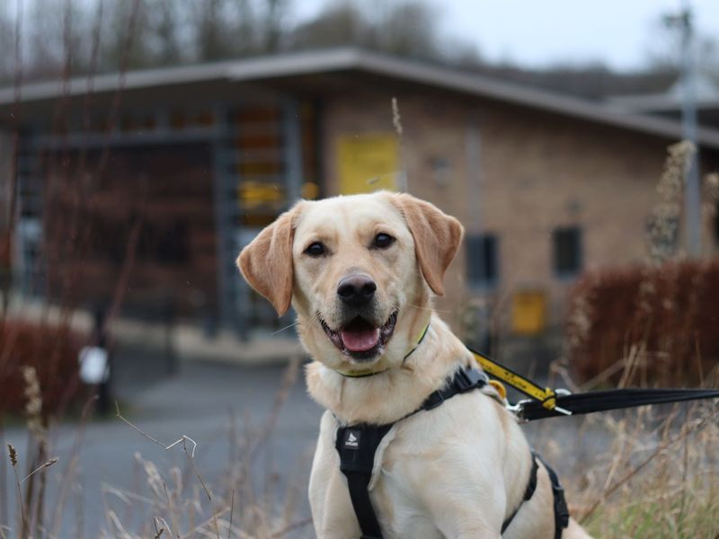 undefined | Retriever (Labrador) | undefined - 7
