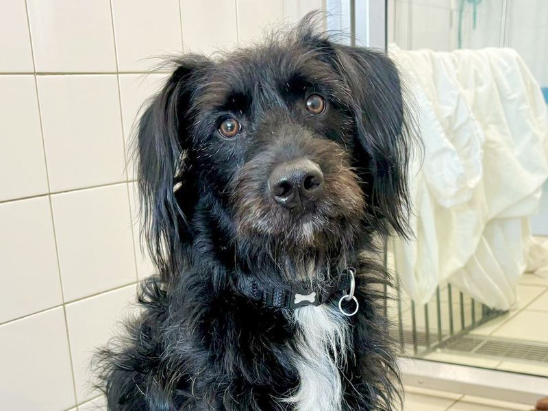Bobby | Belgian Shepherd Dog (Malinois) Cross | Leeds - 1