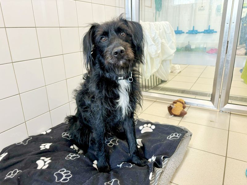 Cocker Spaniel for adoption in Leeds, Yorkshire – 1 year old - Image 2 of 5