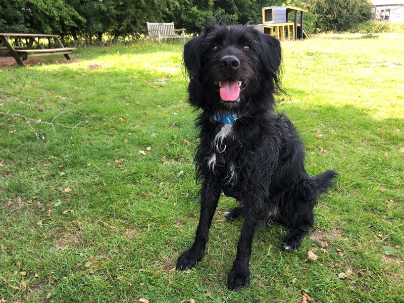 Cocker Spaniel for adoption in Leeds, Yorkshire – 1 year old - Image 4 of 5