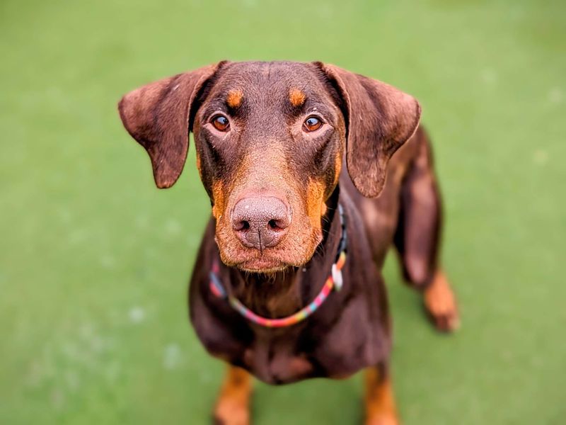 Doberman for adoption in Cardiff, Glamorgan – 7 years old - Image 5 of 9