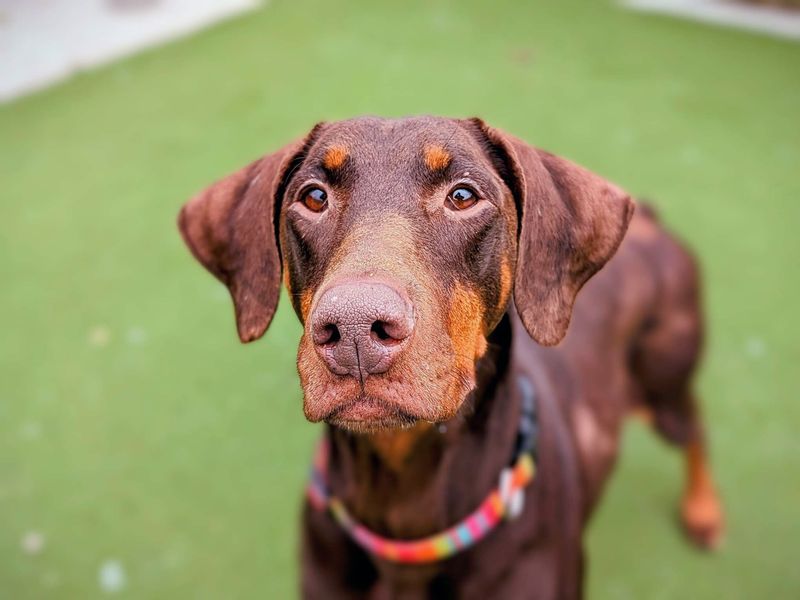 Doberman for adoption in Cardiff, Glamorgan – 7 years old - Image 6 of 9