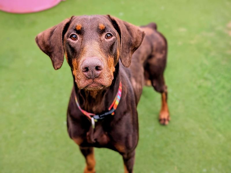 Doberman for adoption in Cardiff, Glamorgan – 7 years old - Image 8 of 9