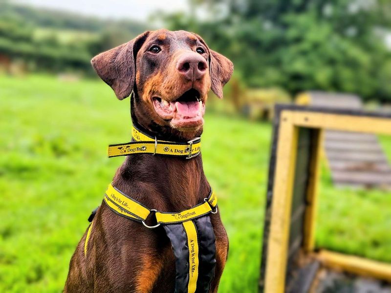 Doberman for adoption in Cardiff, Glamorgan – 7 years old - Image 9 of 9
