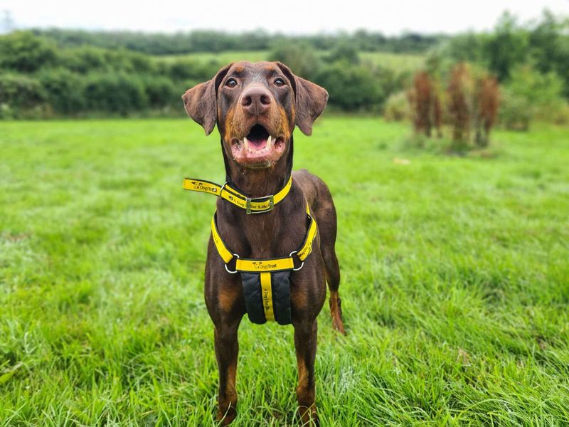 Doberman for adoption in Cardiff, Glamorgan – 7 years old - Image 2 of 9