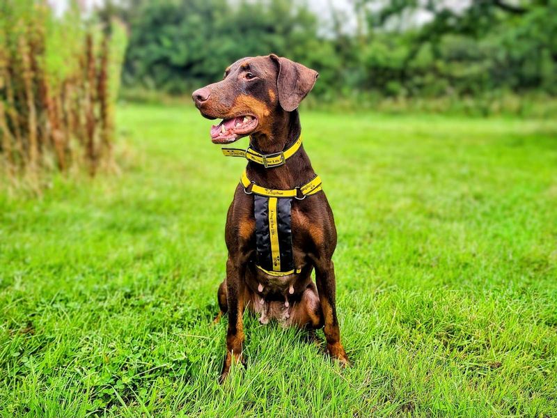 Doberman for adoption in Cardiff, Glamorgan – 7 years old - Image 3 of 9