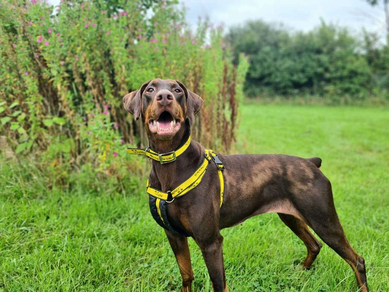 Doberman for adoption in Cardiff, Glamorgan – 7 years old - Image 7 of 9