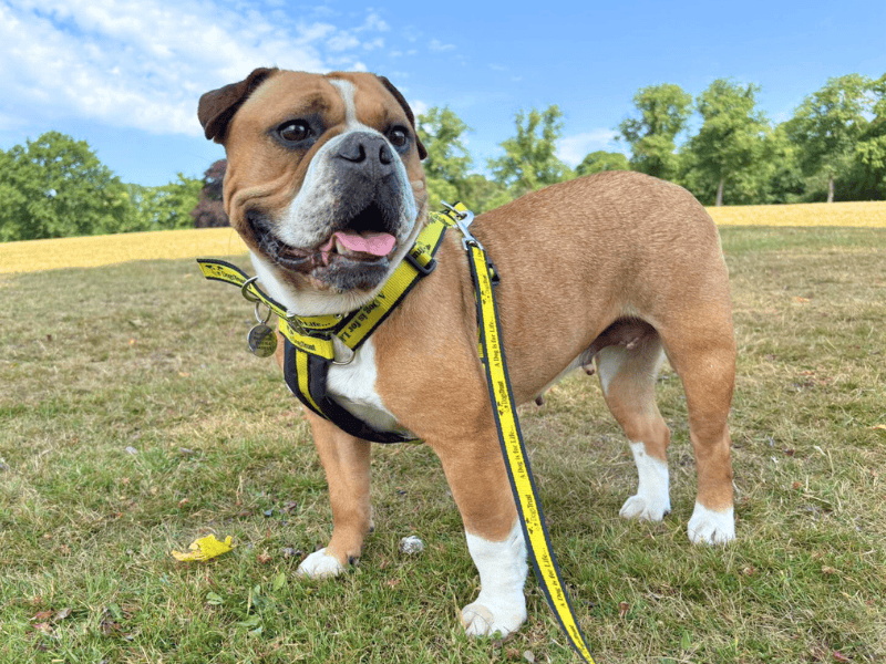 English Bulldog for adoption in , – 4 years old