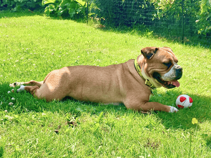 English Bulldog for adoption in , – 4 years old - Image 5 of 6