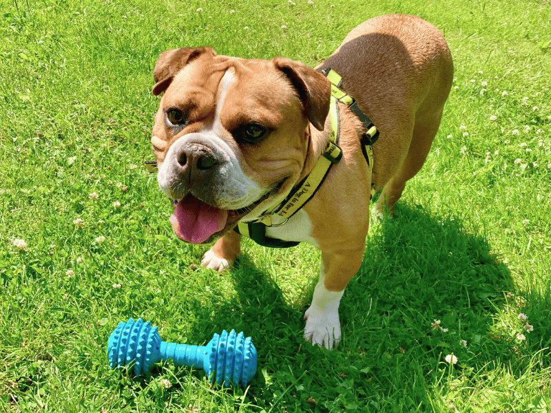 English Bulldog for adoption in , – 4 years old - Image 4 of 6