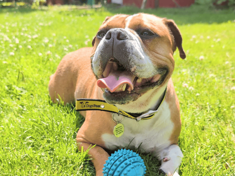 English Bulldog for adoption in , – 4 years old - Image 2 of 6