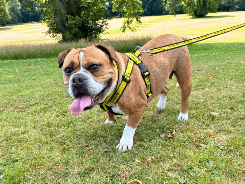 English Bulldog for adoption in , – 4 years old - Image 6 of 6