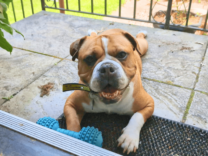 English Bulldog for adoption in , – 4 years old - Image 3 of 6