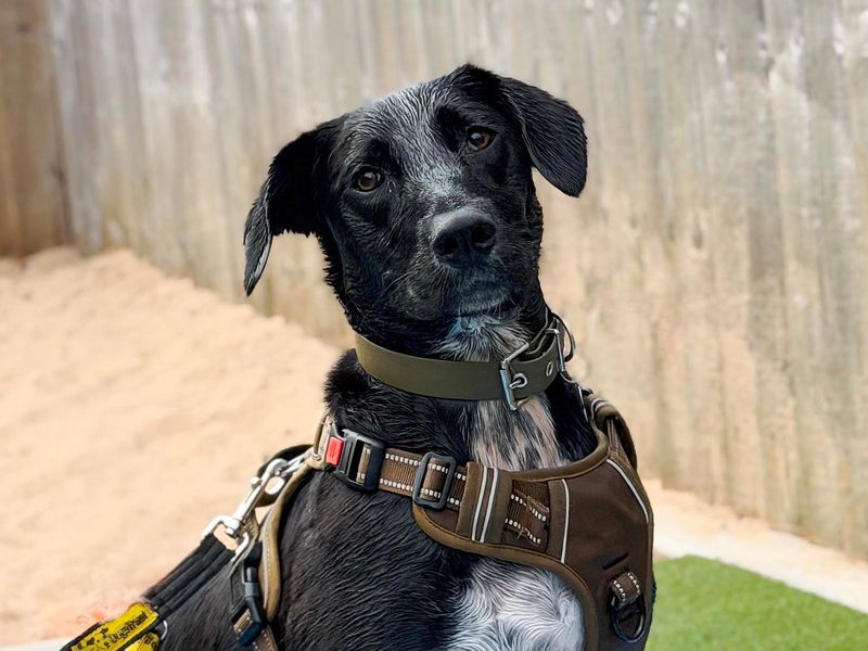 Billy | Spaniel (English Springer) Cross | Leeds - 1