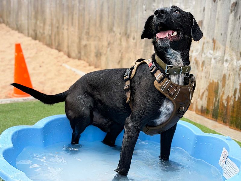 Billy | Spaniel (English Springer) Cross | Leeds - 2
