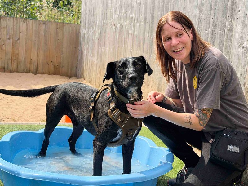 Billy | Spaniel (English Springer) Cross | Leeds - 3