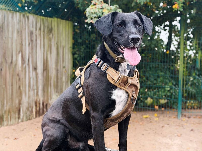Billy | Spaniel (English Springer) Cross | Leeds - 5