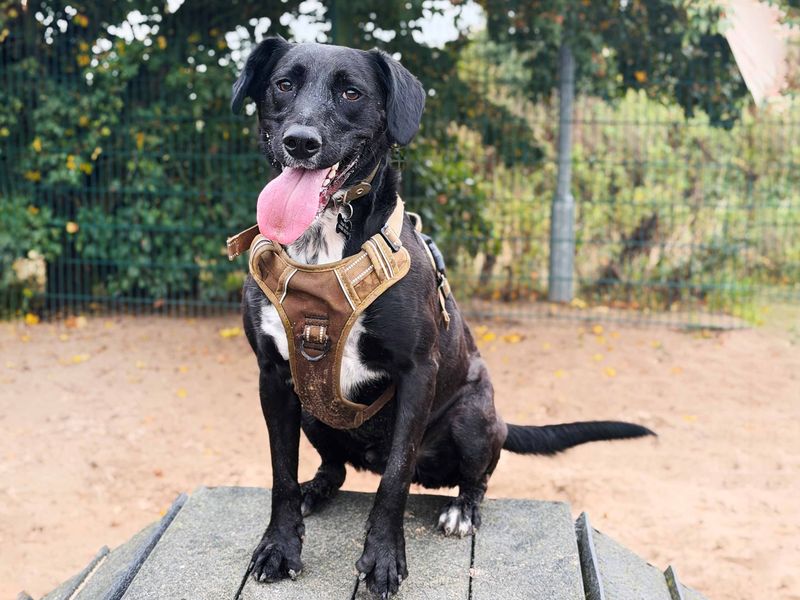 Billy | Spaniel (English Springer) Cross | Leeds - 8
