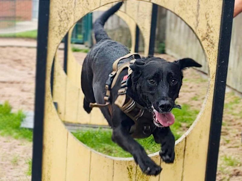 Billy | Spaniel (English Springer) Cross | Leeds - 7