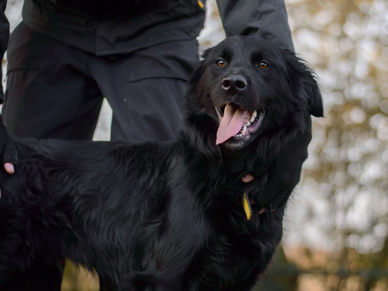 Freddie | Retriever (Labrador) Cross | Kenilworth (West Midlands) - 1