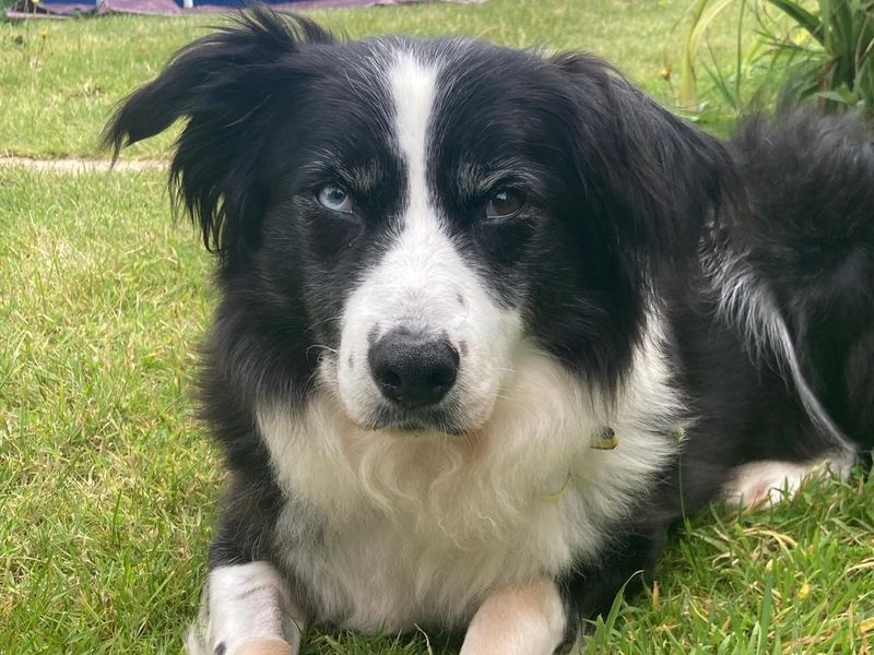 Border Collie for adoption in Newbury, Berkshire – 11 years old - Image 2 of 2