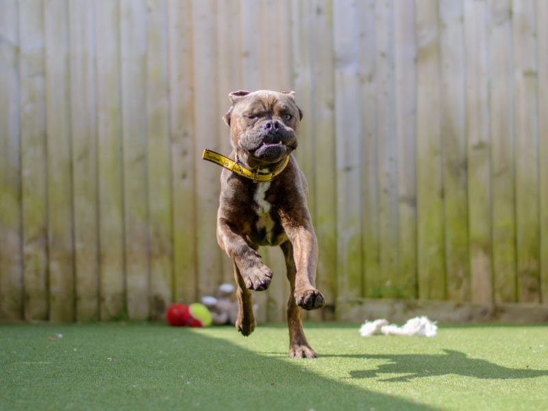 English Bulldog for adoption in Kenilworth, Warks – 3 years old - Image 4 of 5
