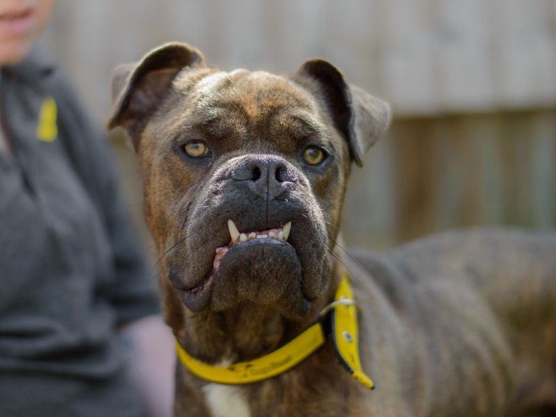 English Bulldog for adoption in Kenilworth, Warks – 3 years old - Image 5 of 5
