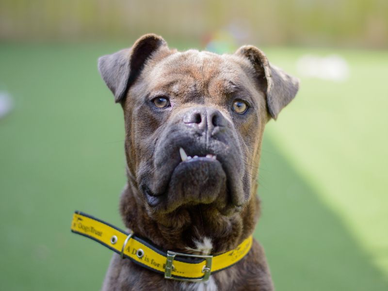 English Bulldog for adoption in Kenilworth, Warks – 3 years old - Image 2 of 5