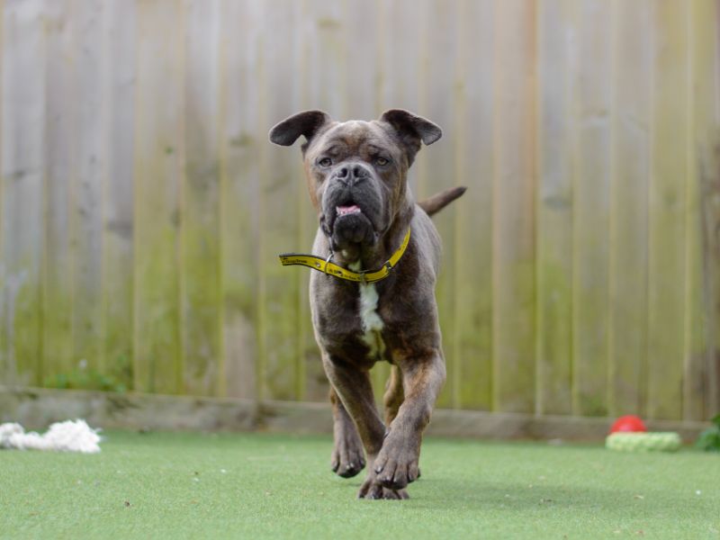 English Bulldog for adoption in Kenilworth, Warks – 3 years old - Image 3 of 5