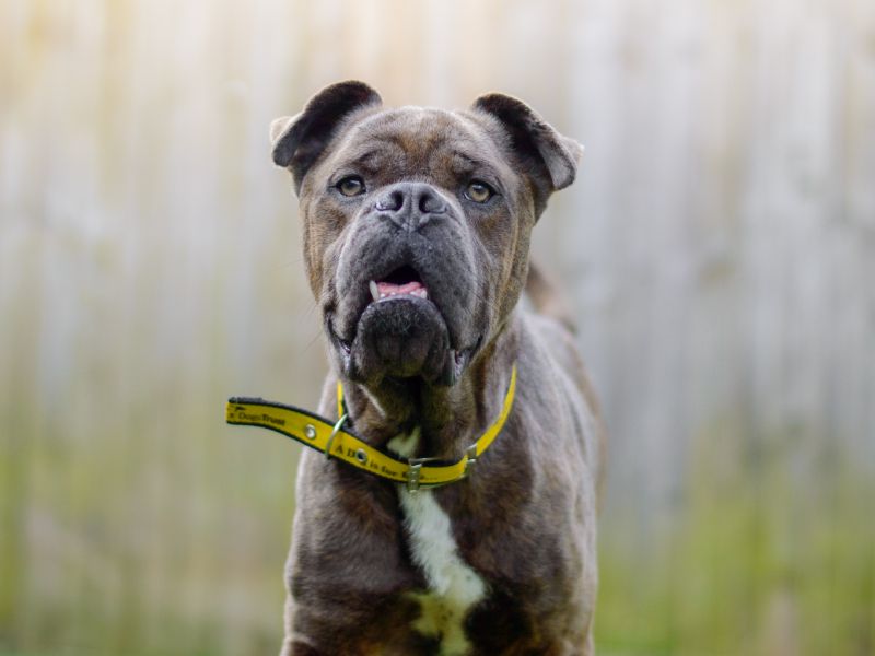 English Bulldog for adoption in Kenilworth, Warks – 3 years old - Image 1 of 5