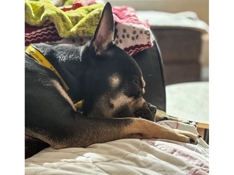 Rocky | French Bulldog Cross | Snetterton (Norfolk) - 1