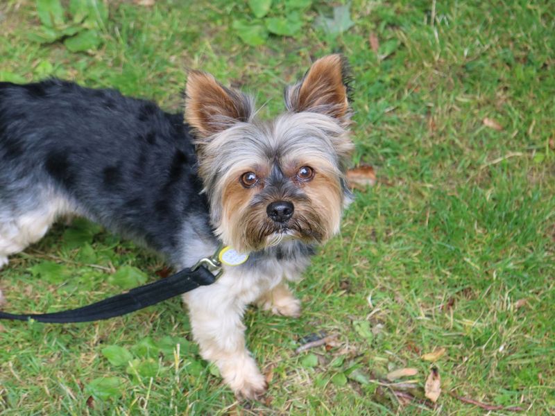 Yorkshire Terrier for adoption in Glasgow, Scotland – 11 years old - Image 1 of 1