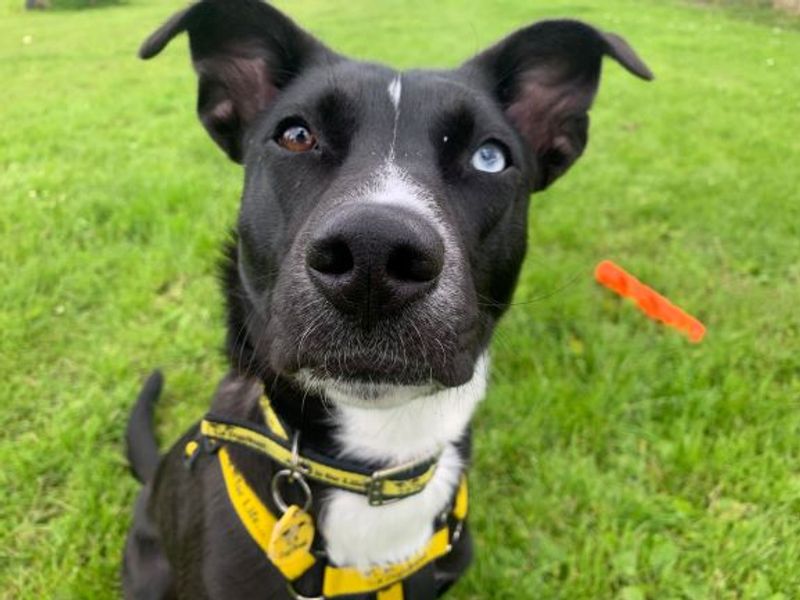 Stella | Crossbreed | West Calder (Edinburgh) - 1
