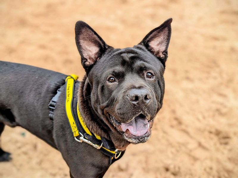 Rocco | Crossbreed | Cardiff - 1